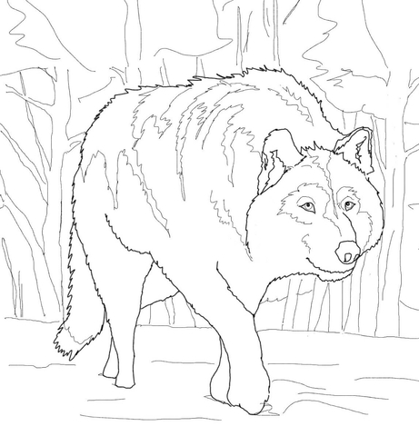 Crouching Gray Wolf Coloring Page